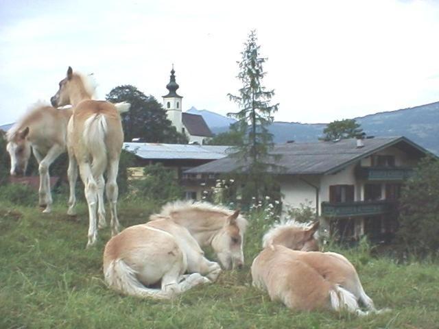 Campingplatz Torrenerhof Golling an der Salzach Luaran gambar